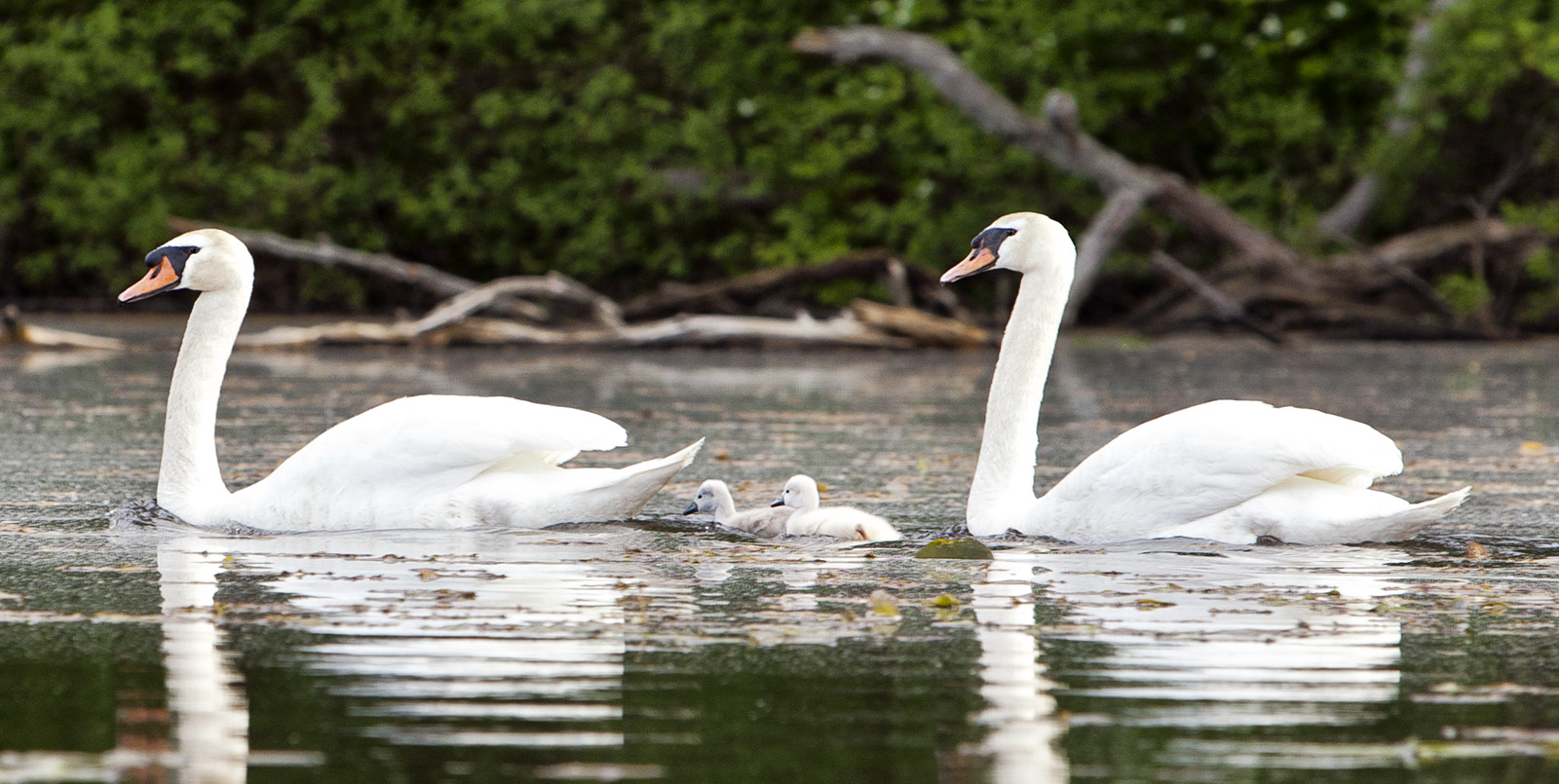 Swan Family #74c