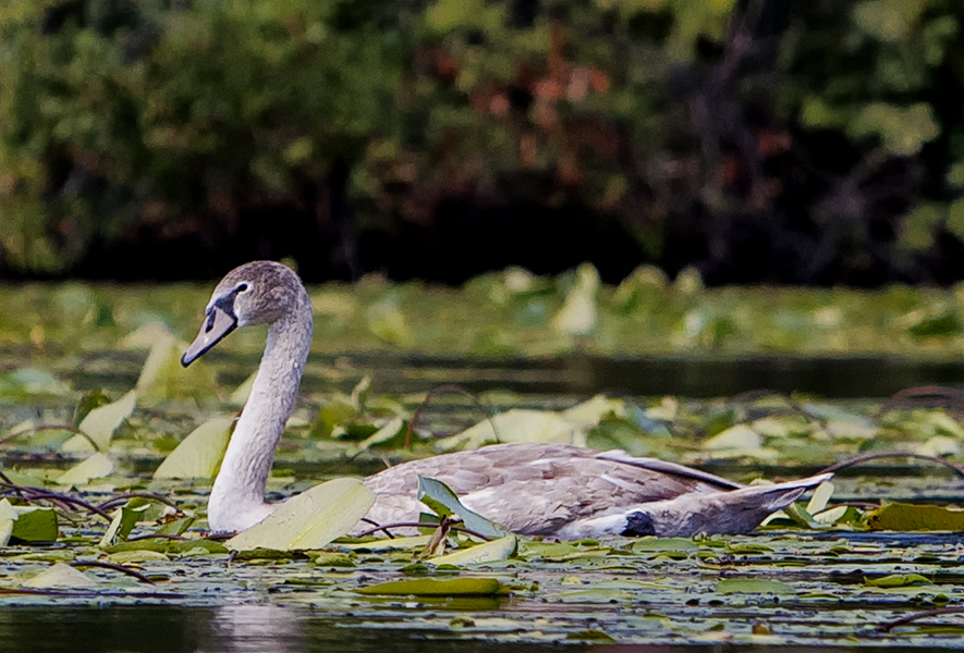 Cygnet #06