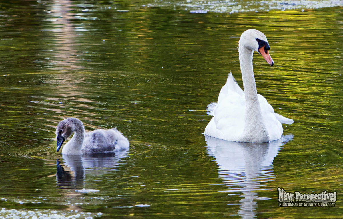 Swan-Cygnet #59