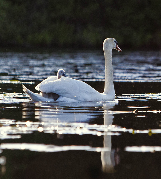 Swan & Cygnet #60