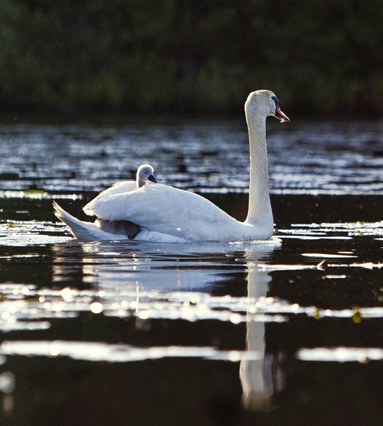 Swan & Cygnet #60