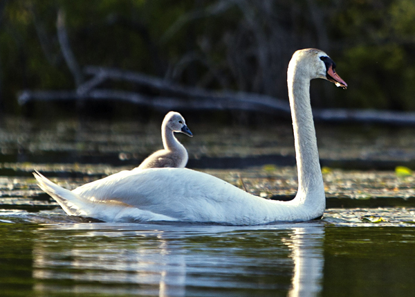 Swan-Cygnet #70