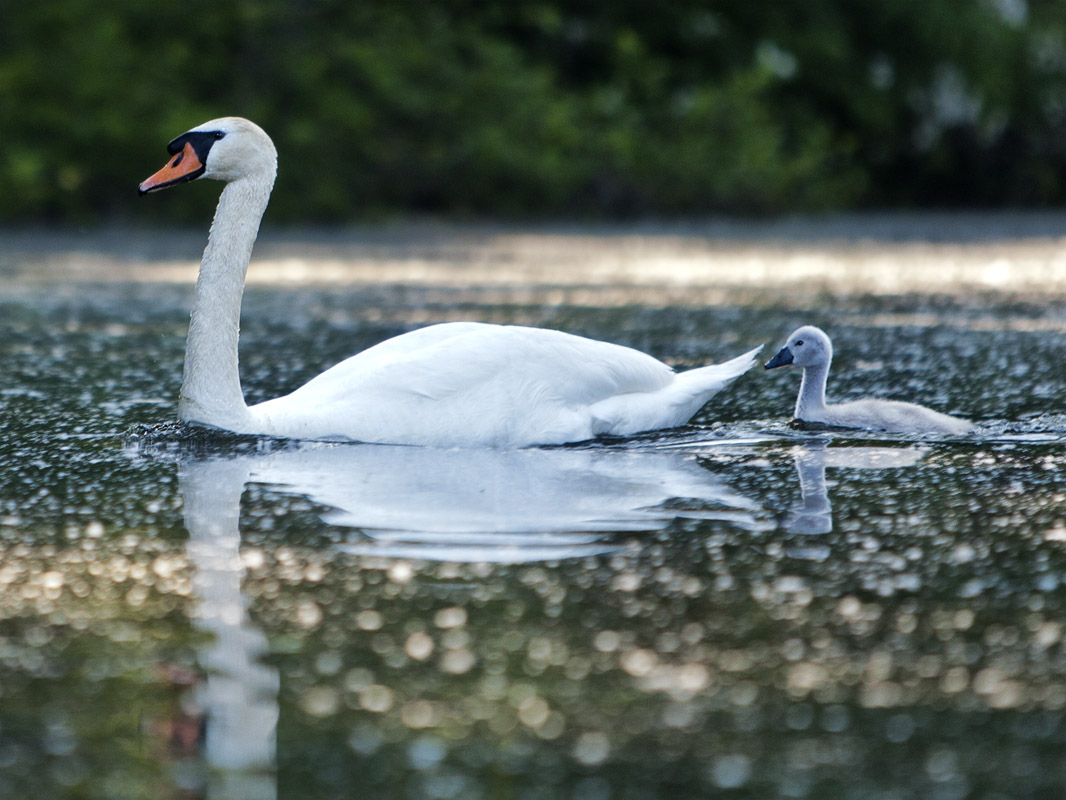 Swan-Cygnet #T67c