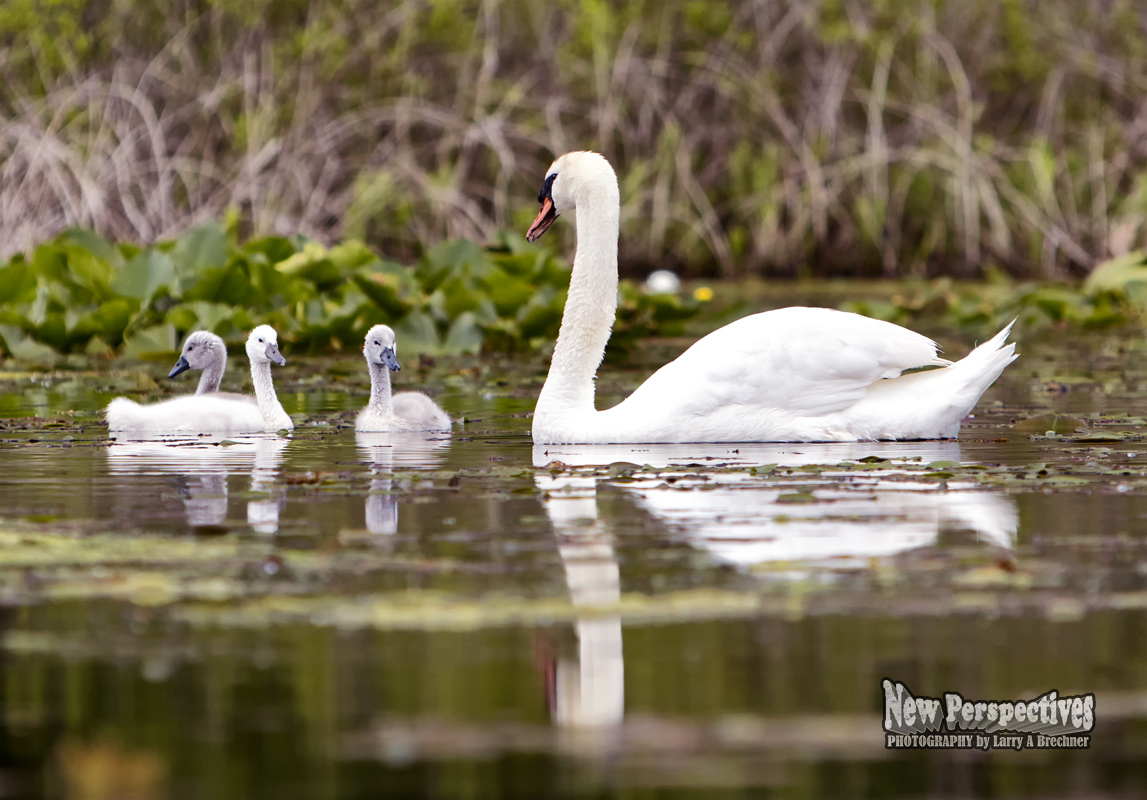 Swan-Cygnets #110