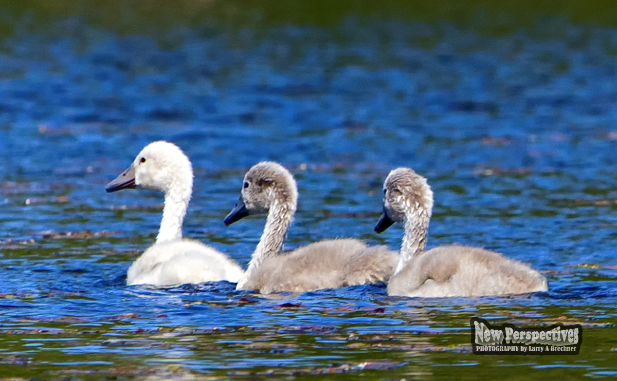 Cygnets #118