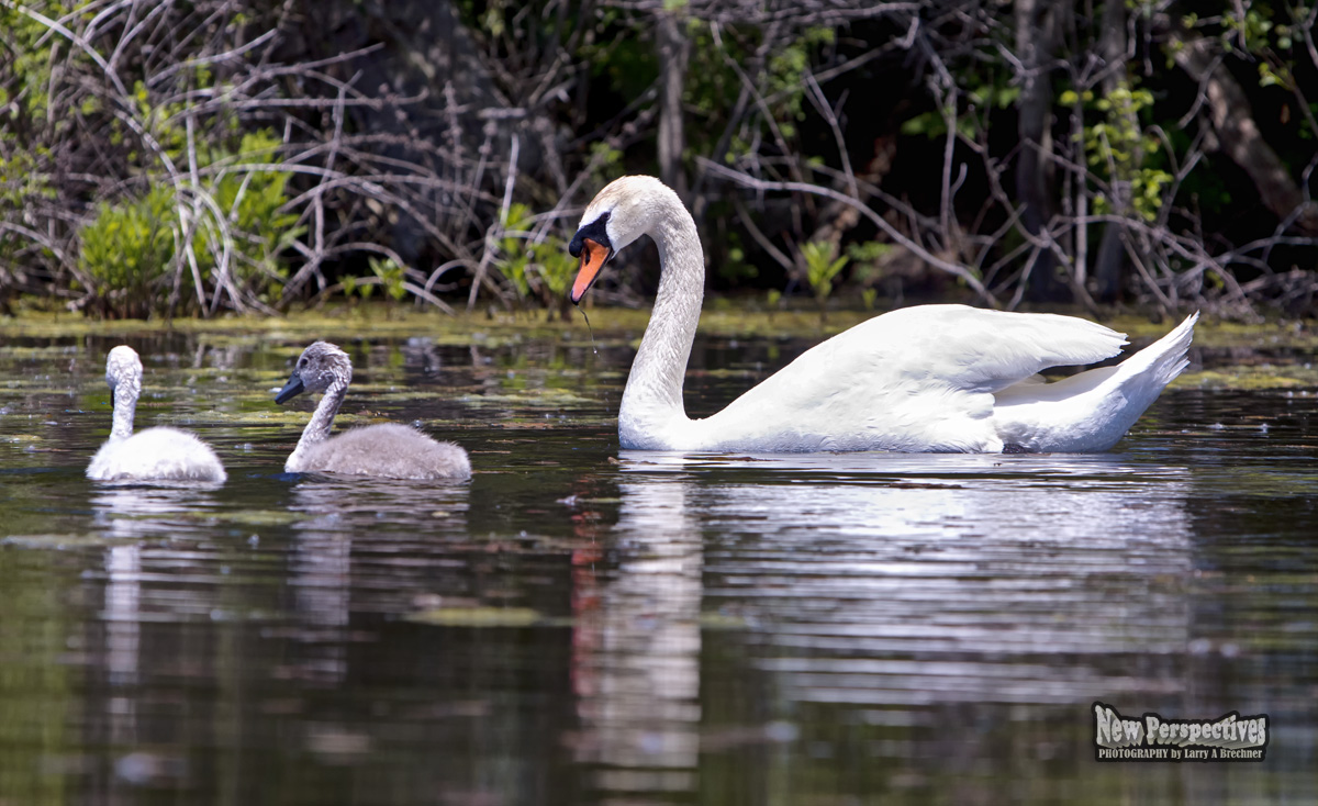 Swan-Cygnets #22