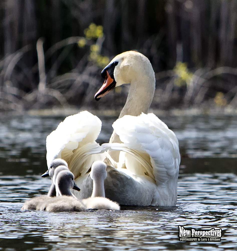 Swan-Cygnets #32