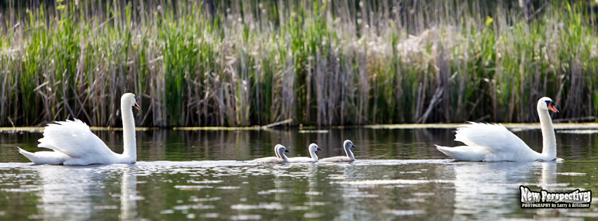 Swan-Cygnets #35