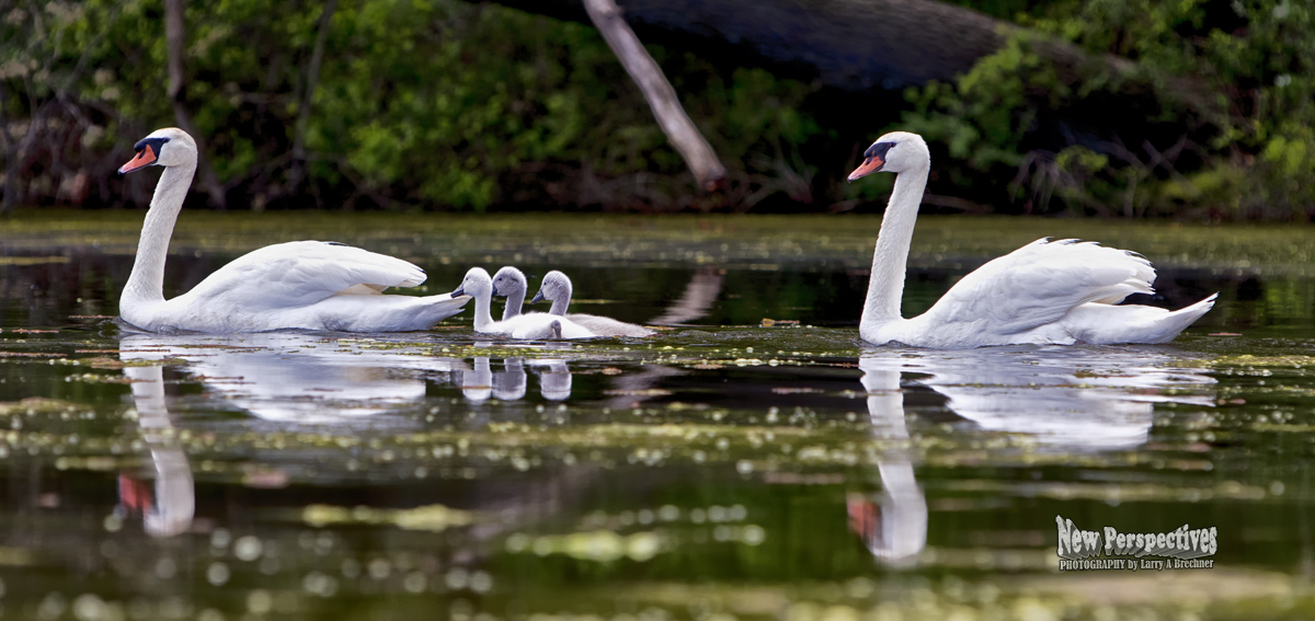 Swan-Cygnets #35