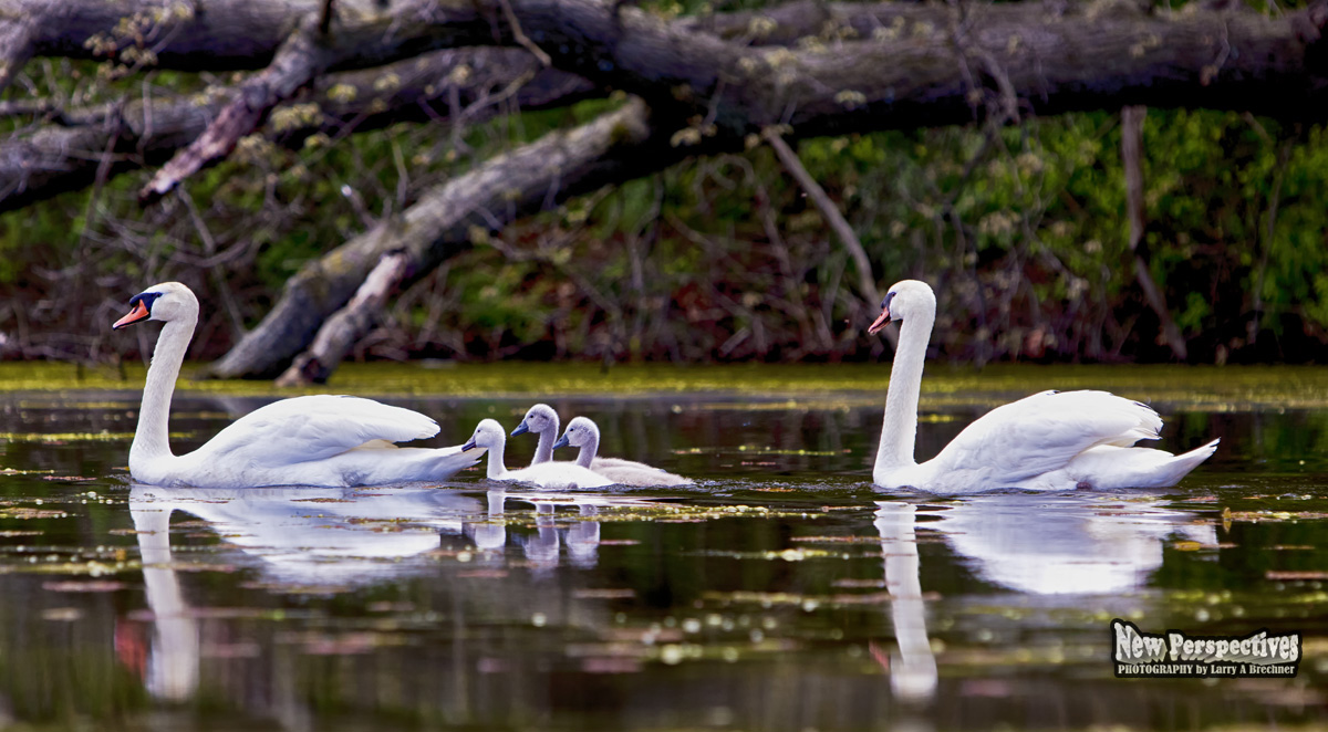 Swan-Cygnets #37