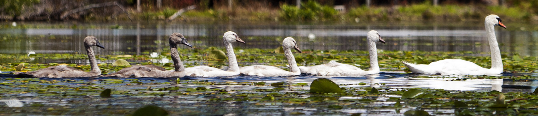 Swan Family #25