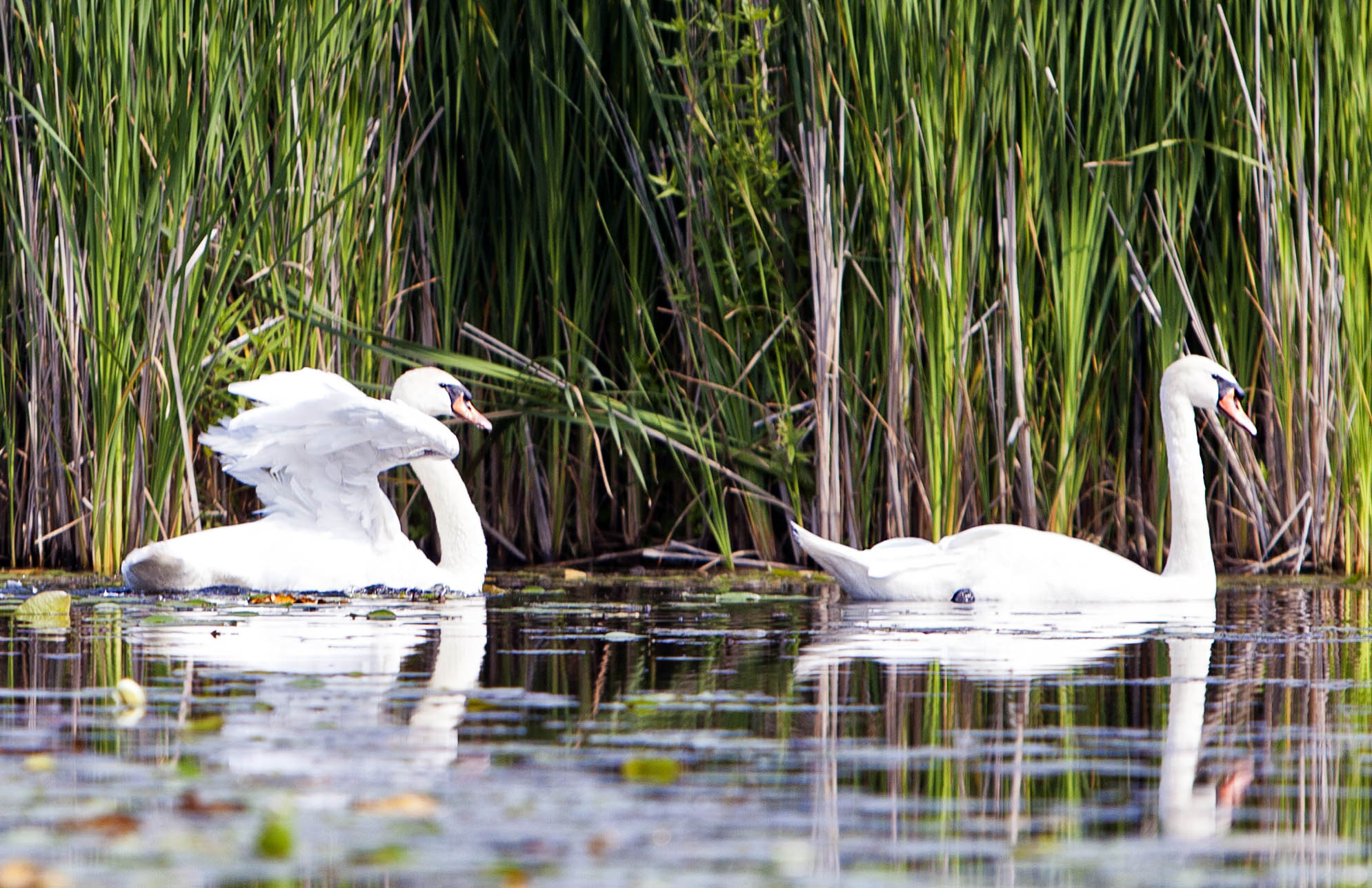 Swan-Wings #31c