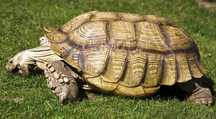 Tortoise #08