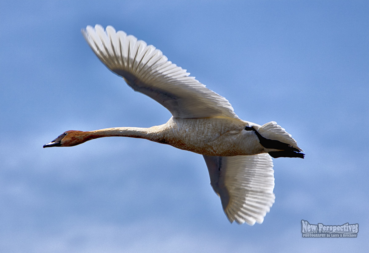 Trumpeter Swan #25