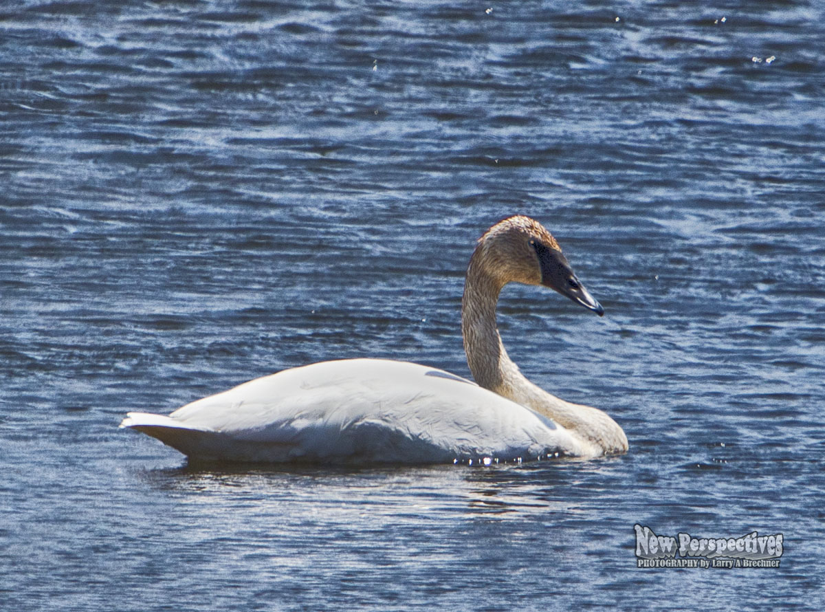 Trumpeter Swan #09