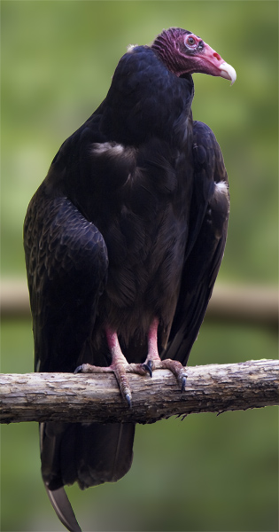 Turkey Vulture #476