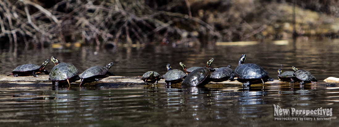 Painted Turtles #42