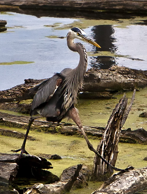 Walking Great Blue Heron #52c