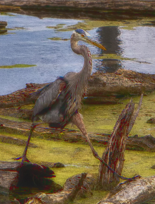 Walking Great Blue Heron #52c Art