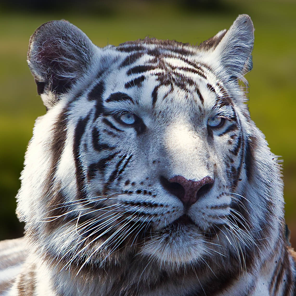 White Tiger #07sq