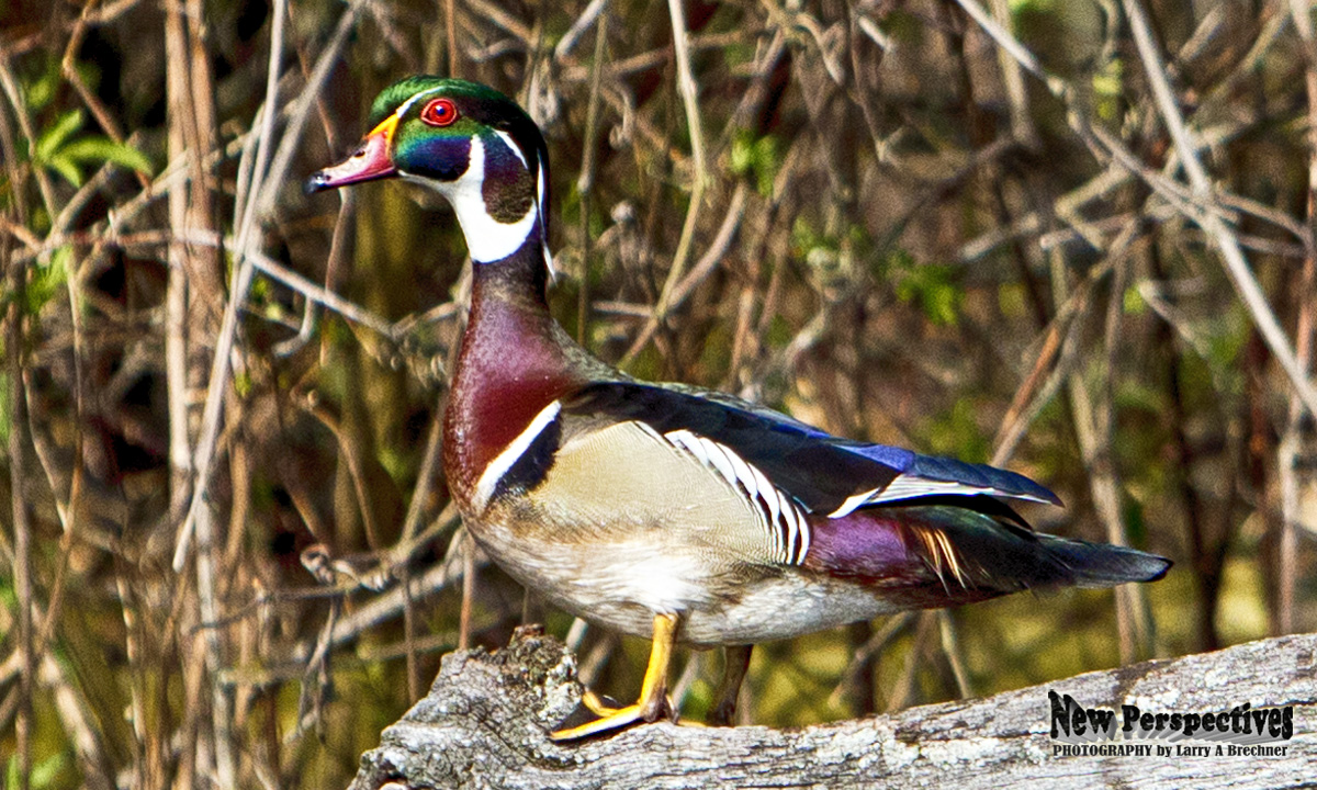 Wood Duck #101