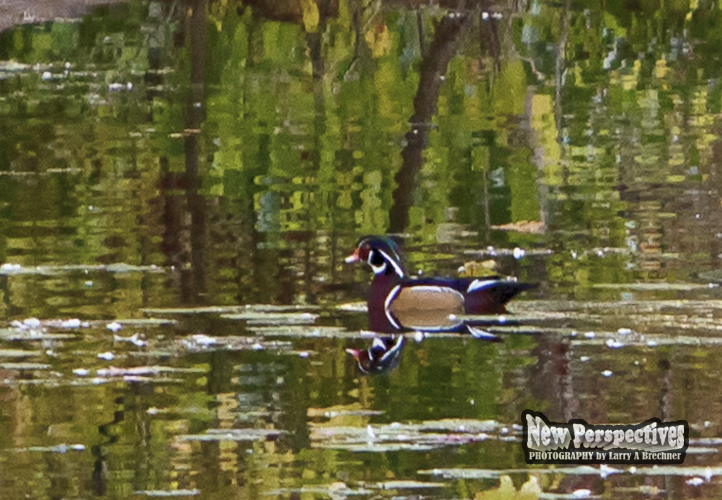 Wood Duck #21