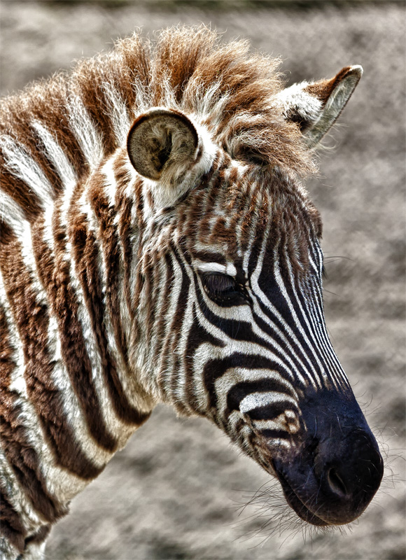 Contented Zebra Colt