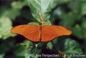 Orange Butterfly