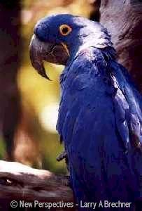 Blue Parrot