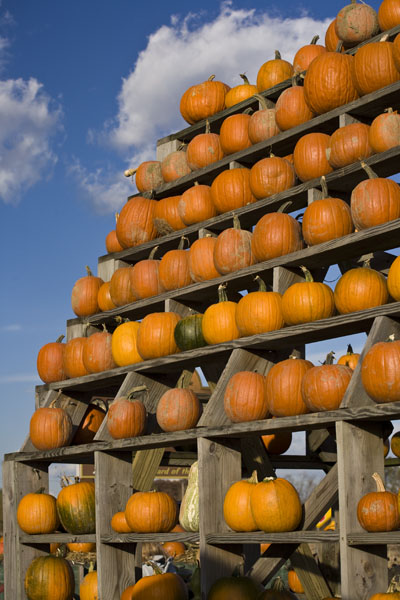 CLO Pumpkin Tower #11