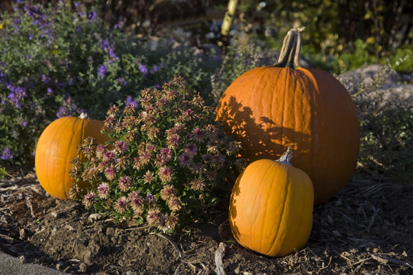 Pumpkins-Ogden Dunes Stn #108