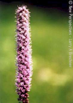 Blazing Star