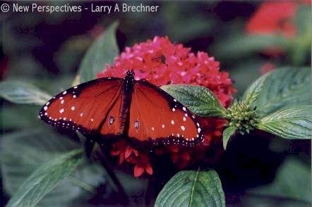 butterfly