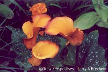 Orange Flower