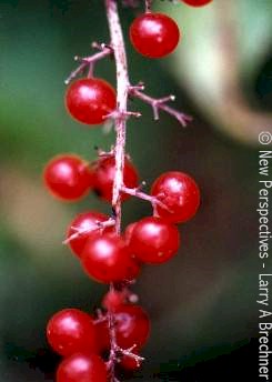 Winterberry