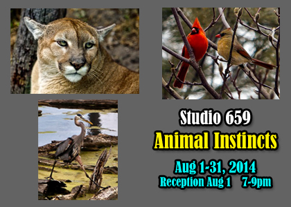 Studio 659 Animal Instincts