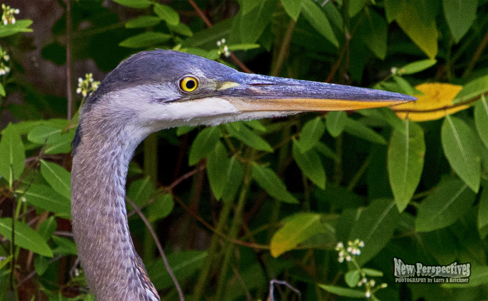 Heron Portrait #2018-128