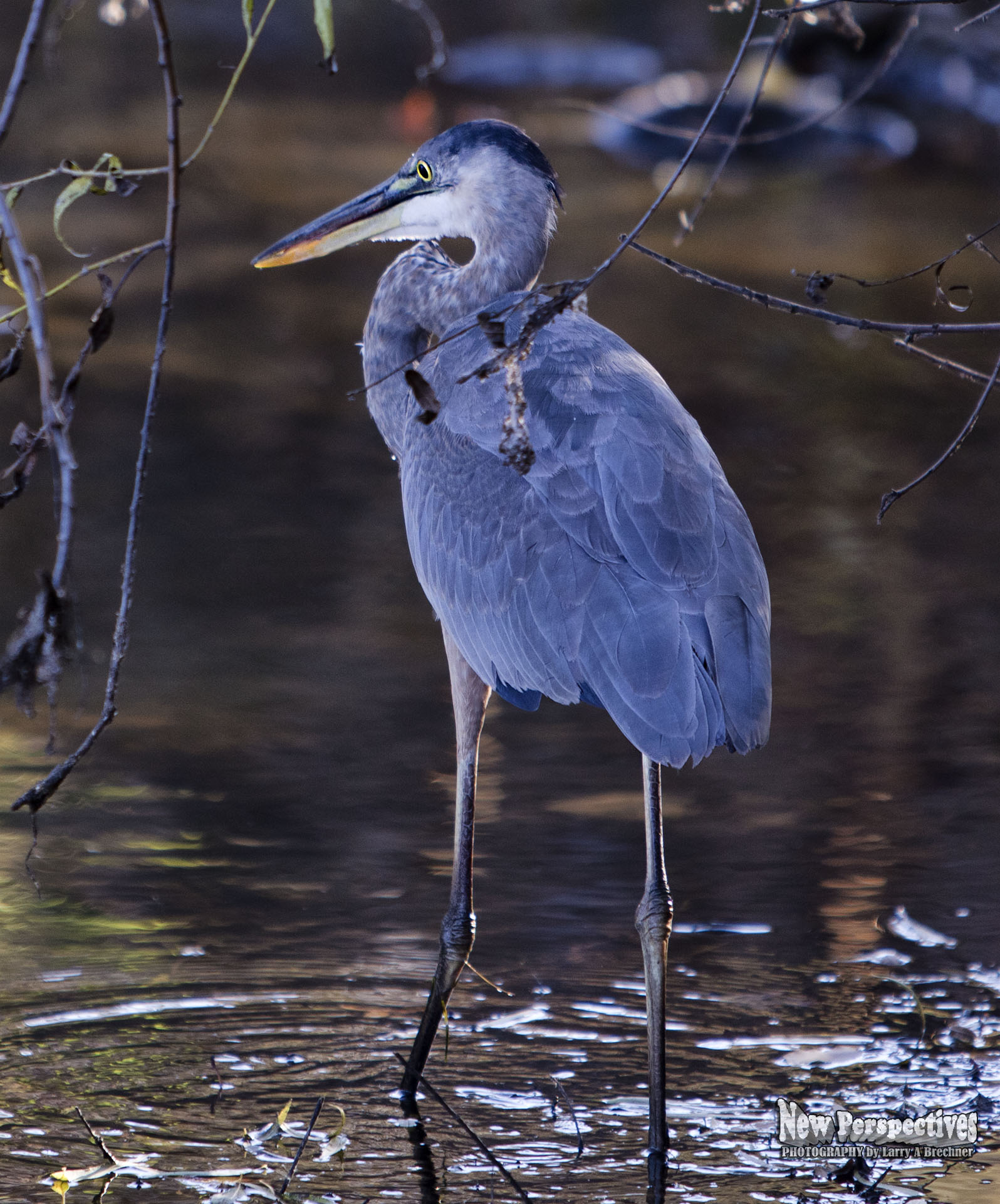 Loomis Lake Heron 2022-57