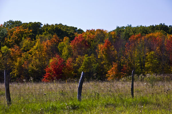 Buckley Homestead Fall #17