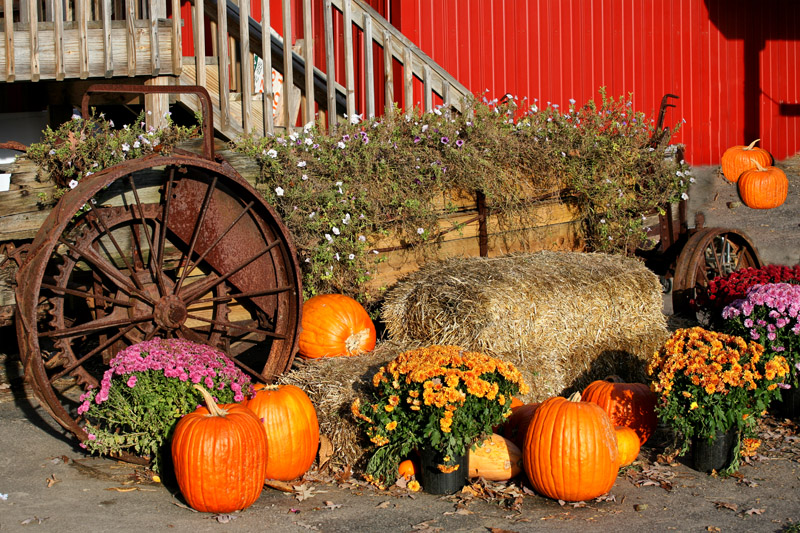 County Line Orchard Wagon #17a