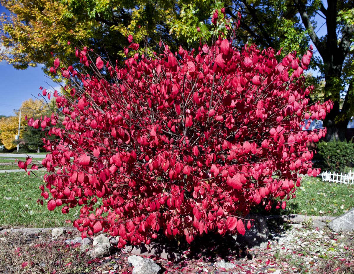 Red Bush