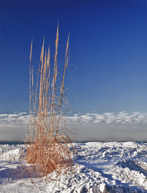 Winter Dunes Grass II