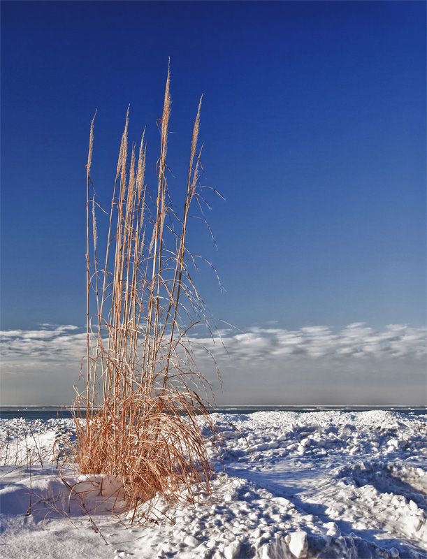 Winter Dunes Grass II