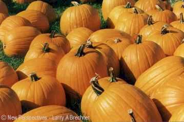 Indian Summer