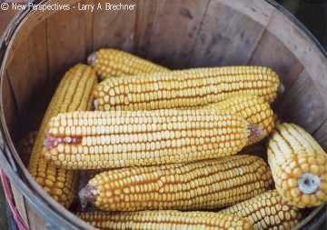 Parched Corn