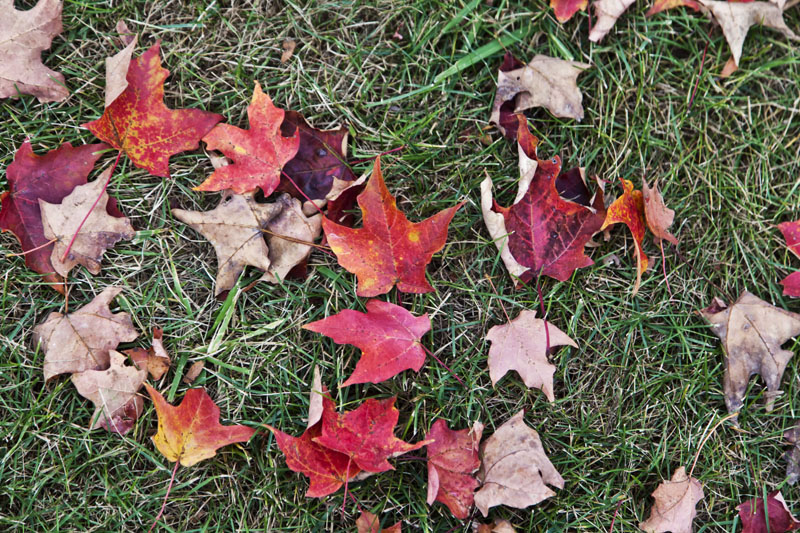 Autumn Leaves #09